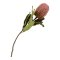 King Protea Buket, Rosa