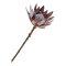 King Protea Buket, Rosa