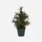Juletr med LED lys, Pinus, Natur