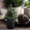 Juletr med LED lys, Pinus, Natur