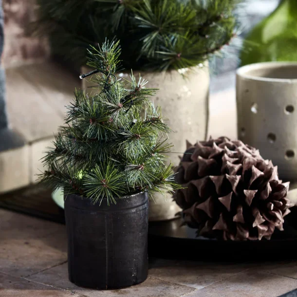 Juletr med LED lys, Pinus, Natur