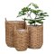 House Nordic Hue Planteskjuler
