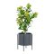 Skimmia Tr I House Nordic 