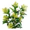 Skimmia Tr I House Nordic 