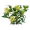 Skimmia Tr I House Nordic 