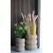 Skimmia Tr I House Nordic 
