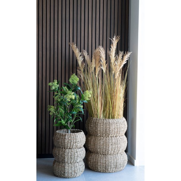 Skimmia Tr I House Nordic 