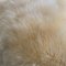 Lammeskind New Zealand LUX CREME